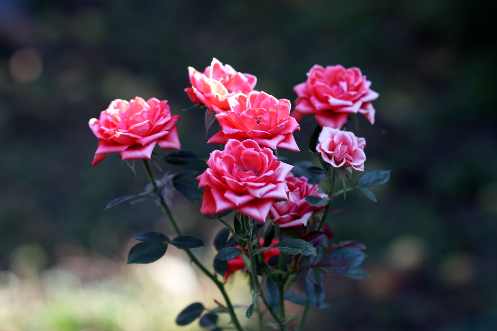 Canon EOS 700D (EOS Rebel T5i / EOS Kiss X7i) + Canon EF 85mm F1.8 USM sample photo. Roses, red, dry photography