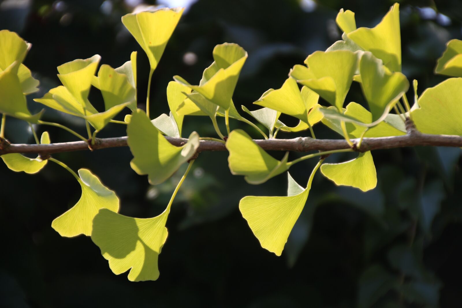 Canon EOS 600D (Rebel EOS T3i / EOS Kiss X5) sample photo. Ginkgo, plant, tree photography