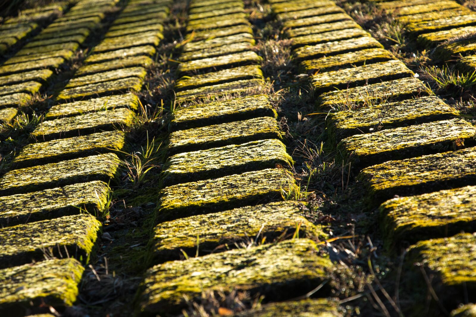 Canon EOS 70D sample photo. Moss, green, stones photography