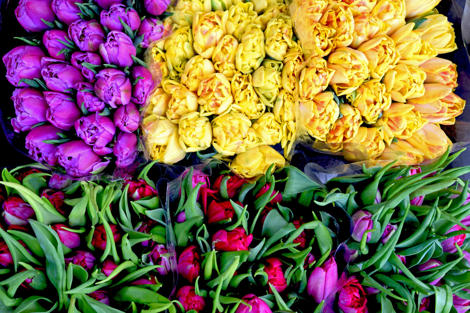 Nikon D3300 sample photo. Yellow, bunch, of, flower photography