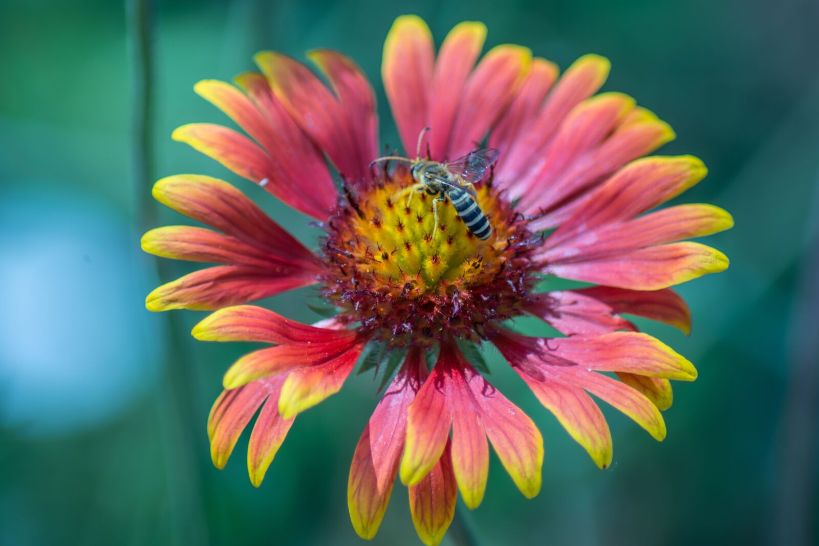 Nikon D7200 sample photo. Daisy, flower, macro photography
