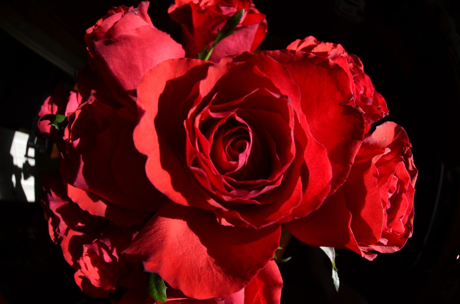 Nikon D5100 sample photo. Roses, rose, nature photography