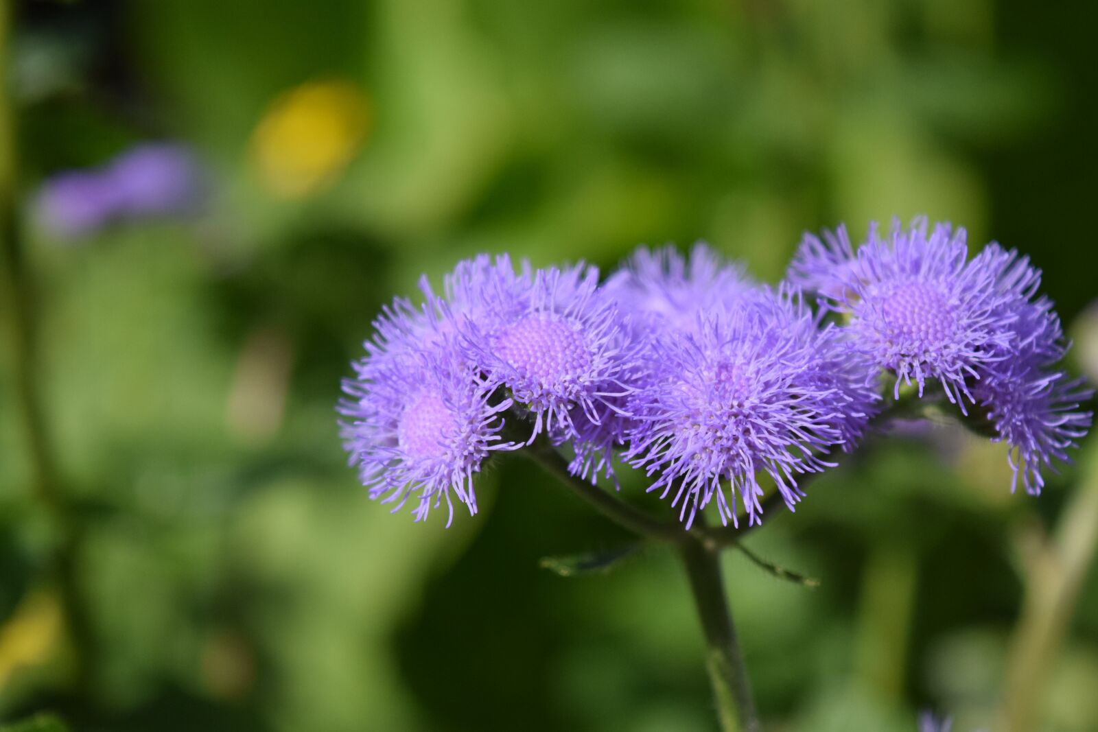 Nikon D3300 sample photo. Ageratum houstonianum, ageratum, flowers photography