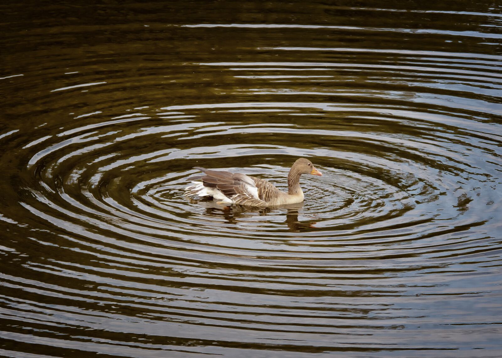Canon EOS 50D sample photo. Duck, water, circle photography