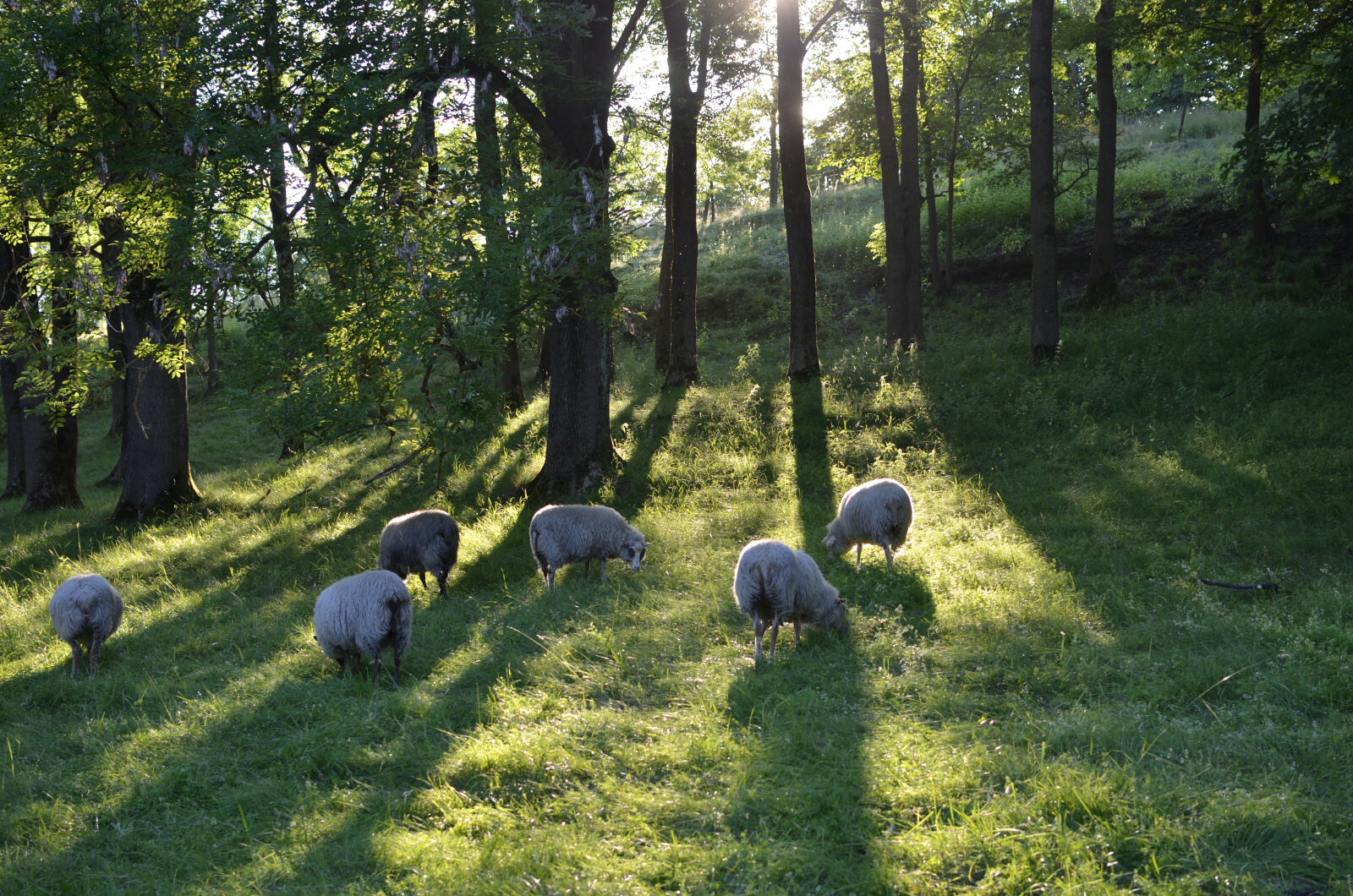 Nikon D5100 + Nikon AF-S DX Nikkor 35mm F1.8G sample photo. Sheep, sunshaft, trees photography