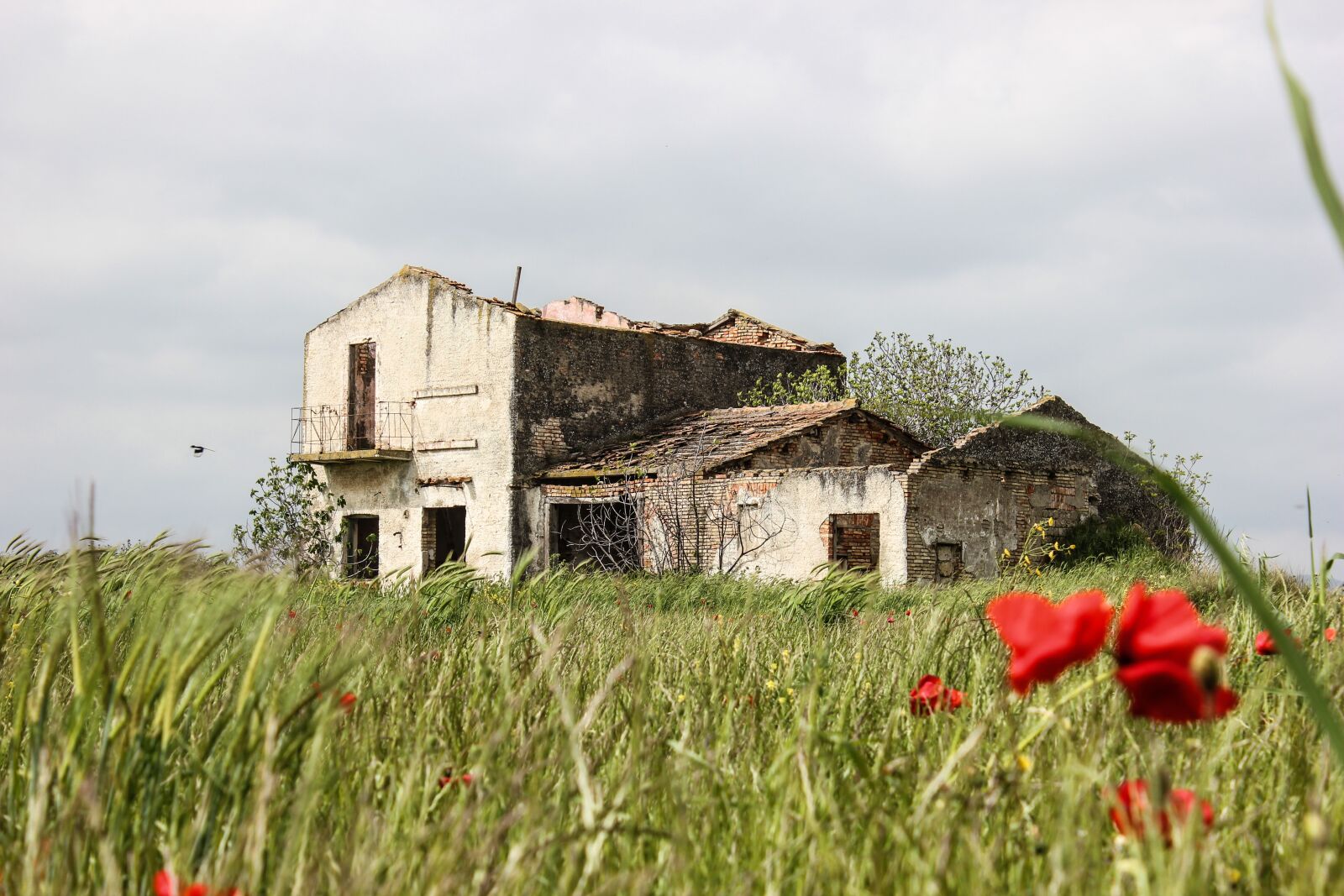 Canon EOS 550D (EOS Rebel T2i / EOS Kiss X4) sample photo. House, rural, campaign photography