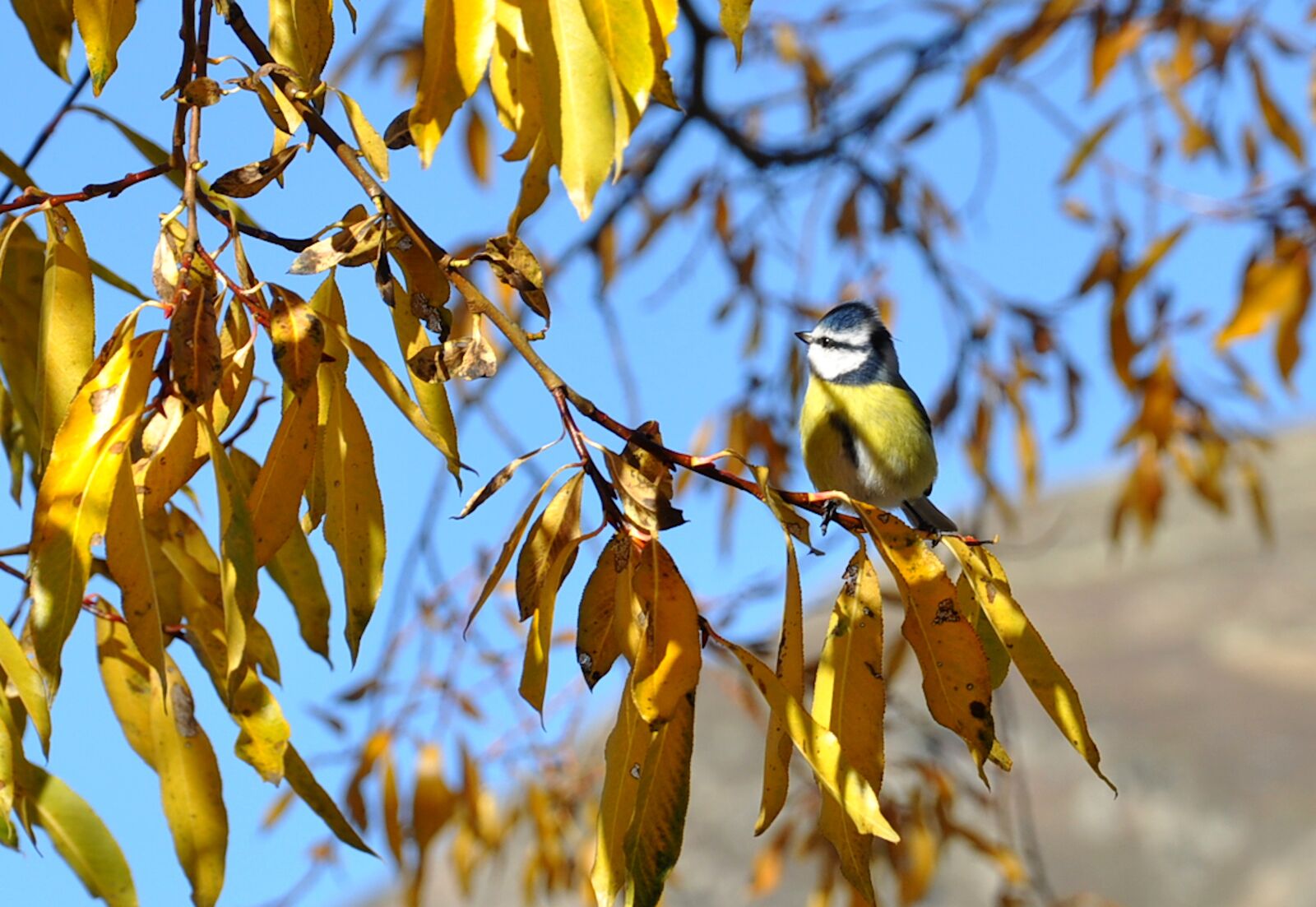 Nikon D90 sample photo. Blue tit, cyanistes caeruleus photography
