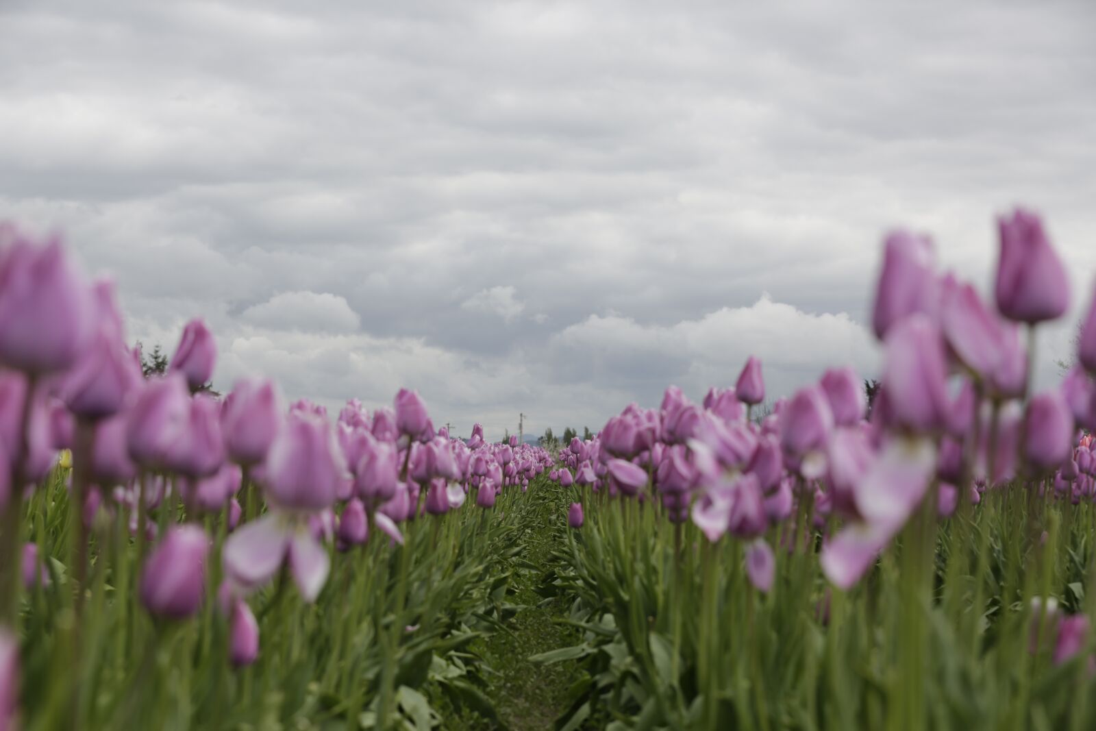 Canon EF 70-200mm F2.8L IS II USM sample photo. Tulips, purple, sky photography