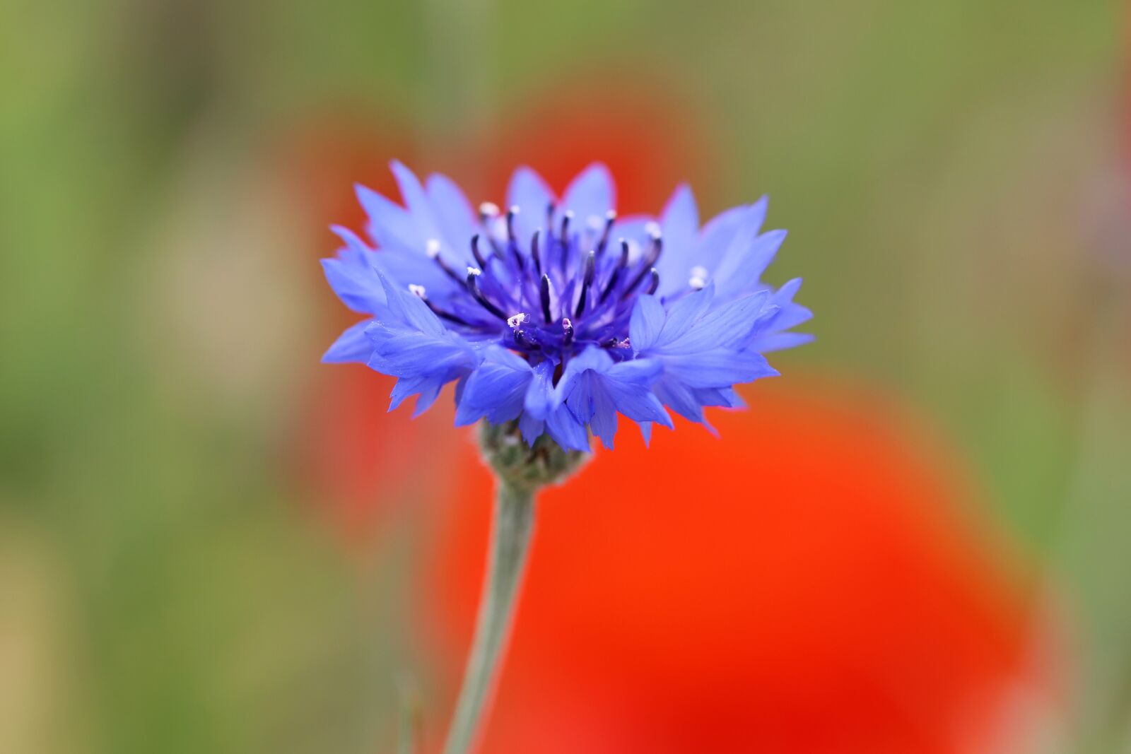 Canon EOS 6D Mark II sample photo. Chrysanthemum, flowers, plants photography