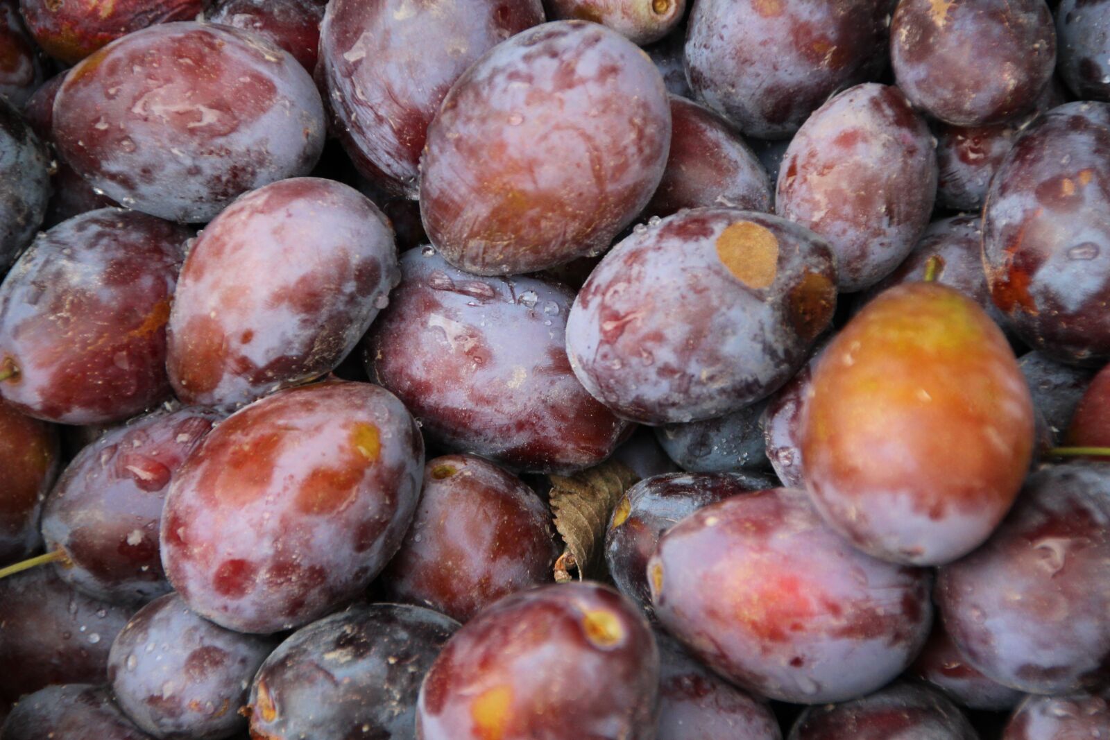Canon EOS 600D (Rebel EOS T3i / EOS Kiss X5) sample photo. Plums, fruits, harvest photography