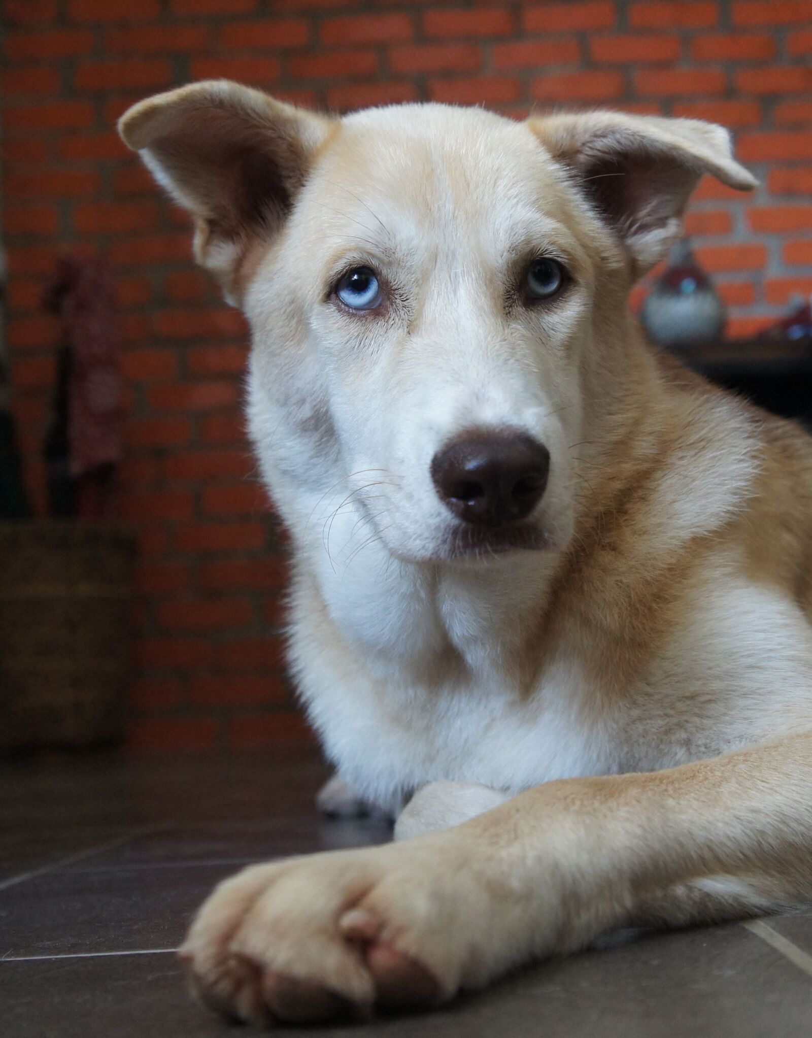Sony Alpha NEX-C3 + Sony E 18-55mm F3.5-5.6 OSS sample photo. Mixed husky, dog, canine photography