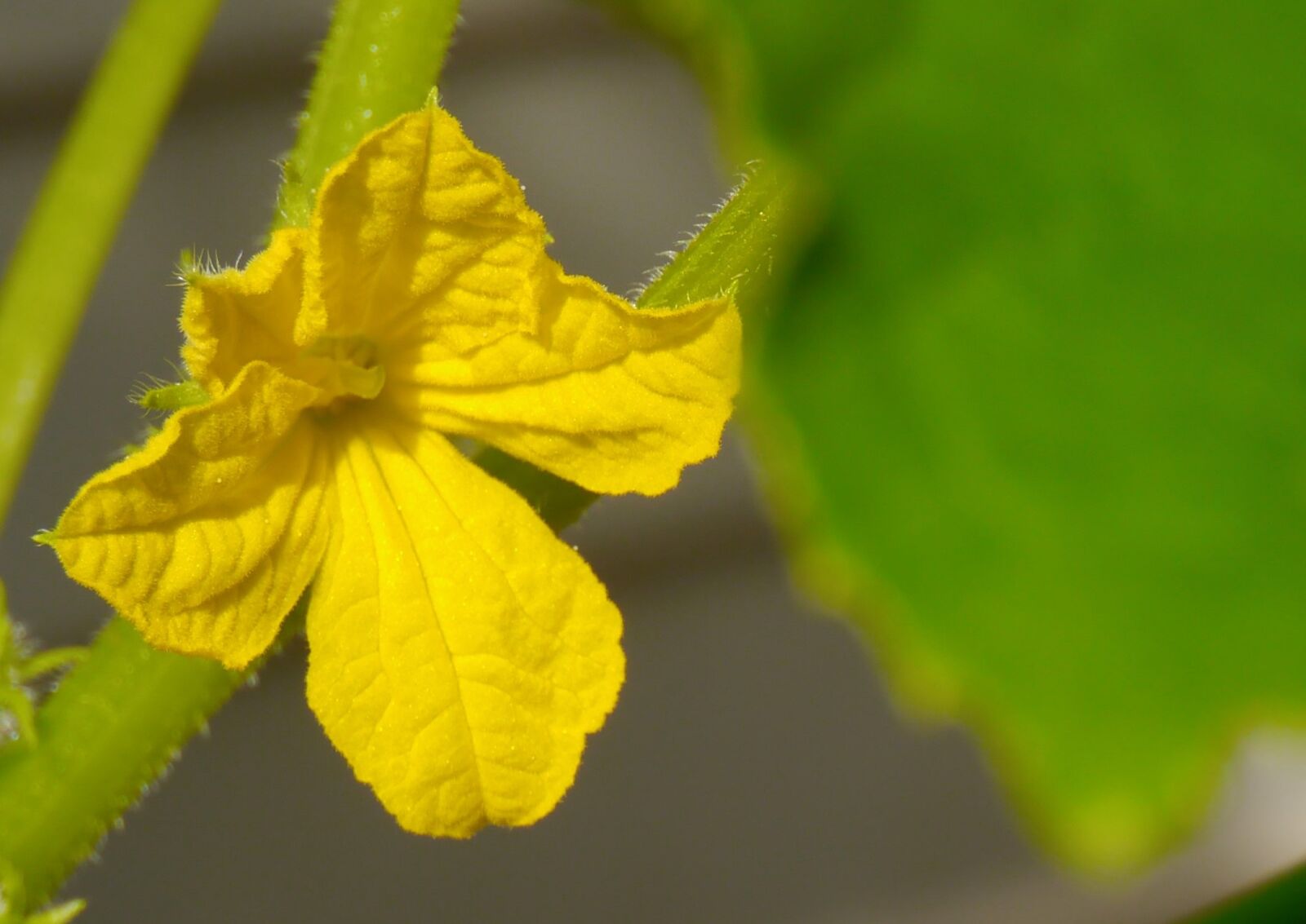 Panasonic Lumix DMC-GX1 sample photo. Cucumber, flowers, yellow photography
