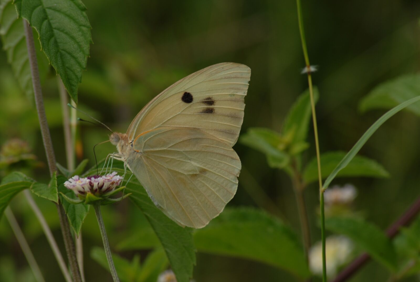 Nikon D200 sample photo. Butterfly, insect, garden photography