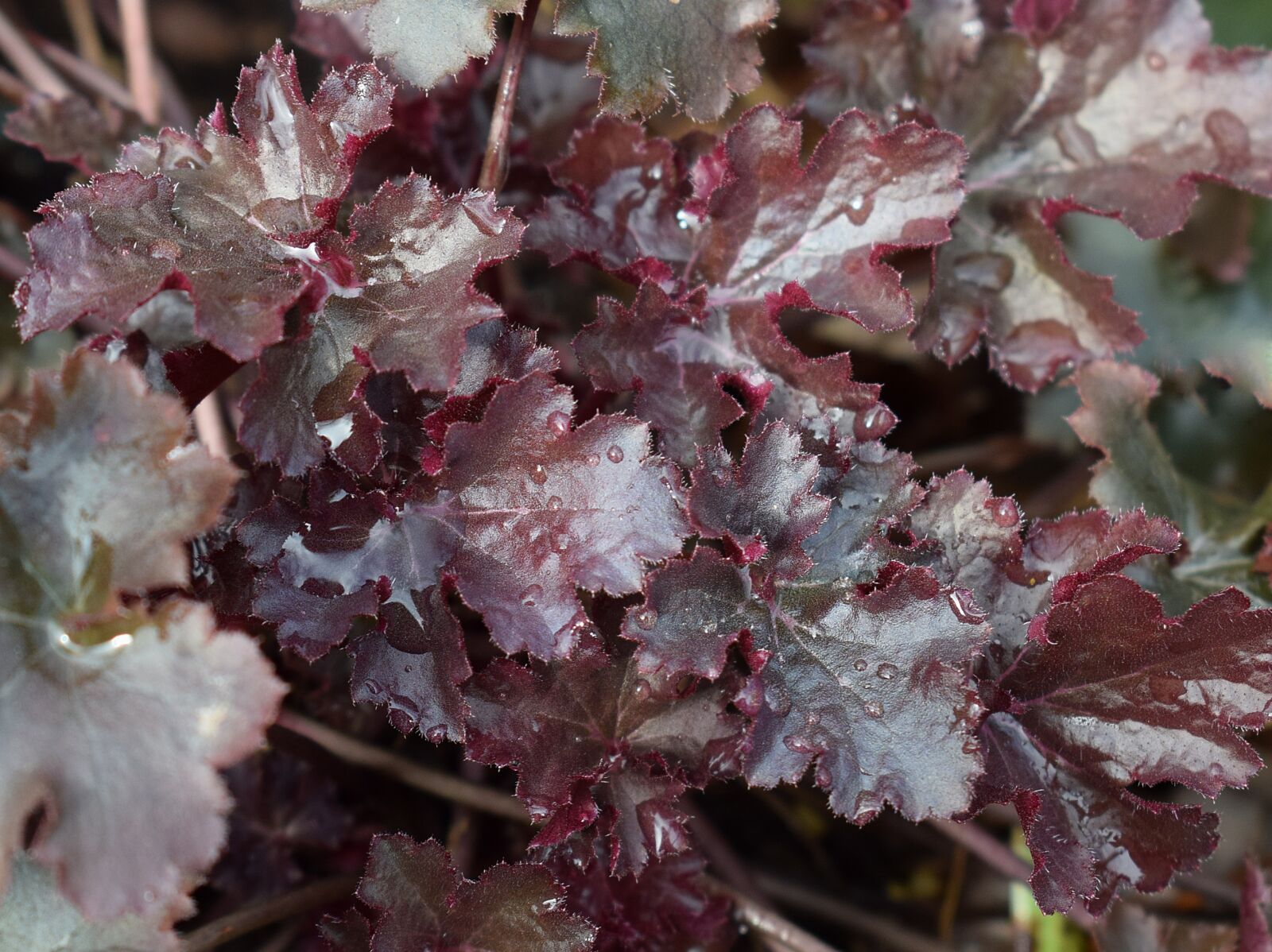 Nikon D3300 sample photo. Heuchera, alumroot, coral bells photography
