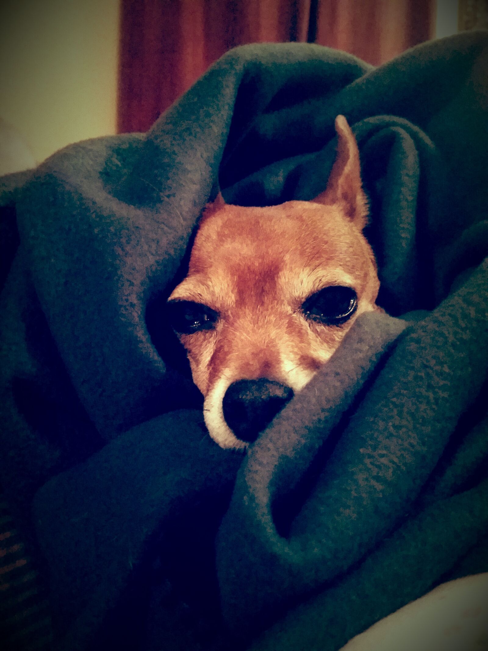 Samsung Galaxy S5 sample photo. Cute dogs, dogs, animal photography