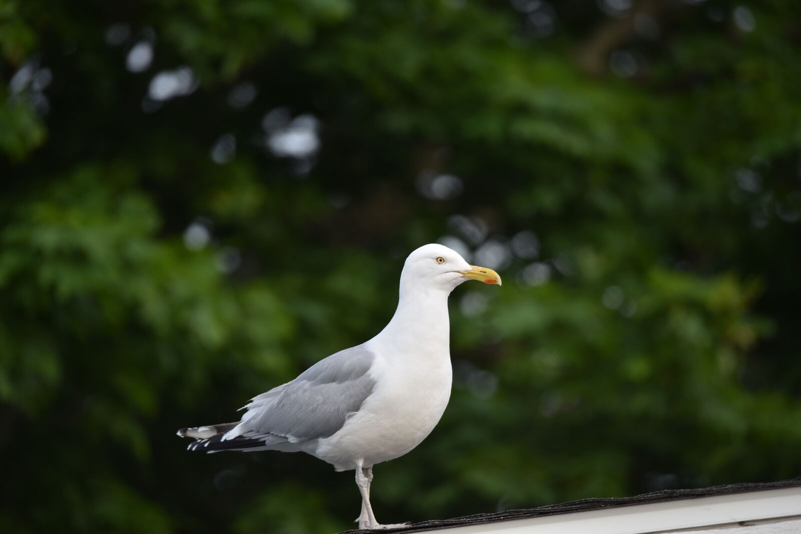 Nikon D750 sample photo. Nature, bird, outdoors photography