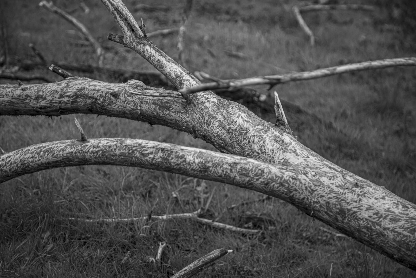 Canon EOS 5D Mark IV sample photo. Texture, tree, bark photography