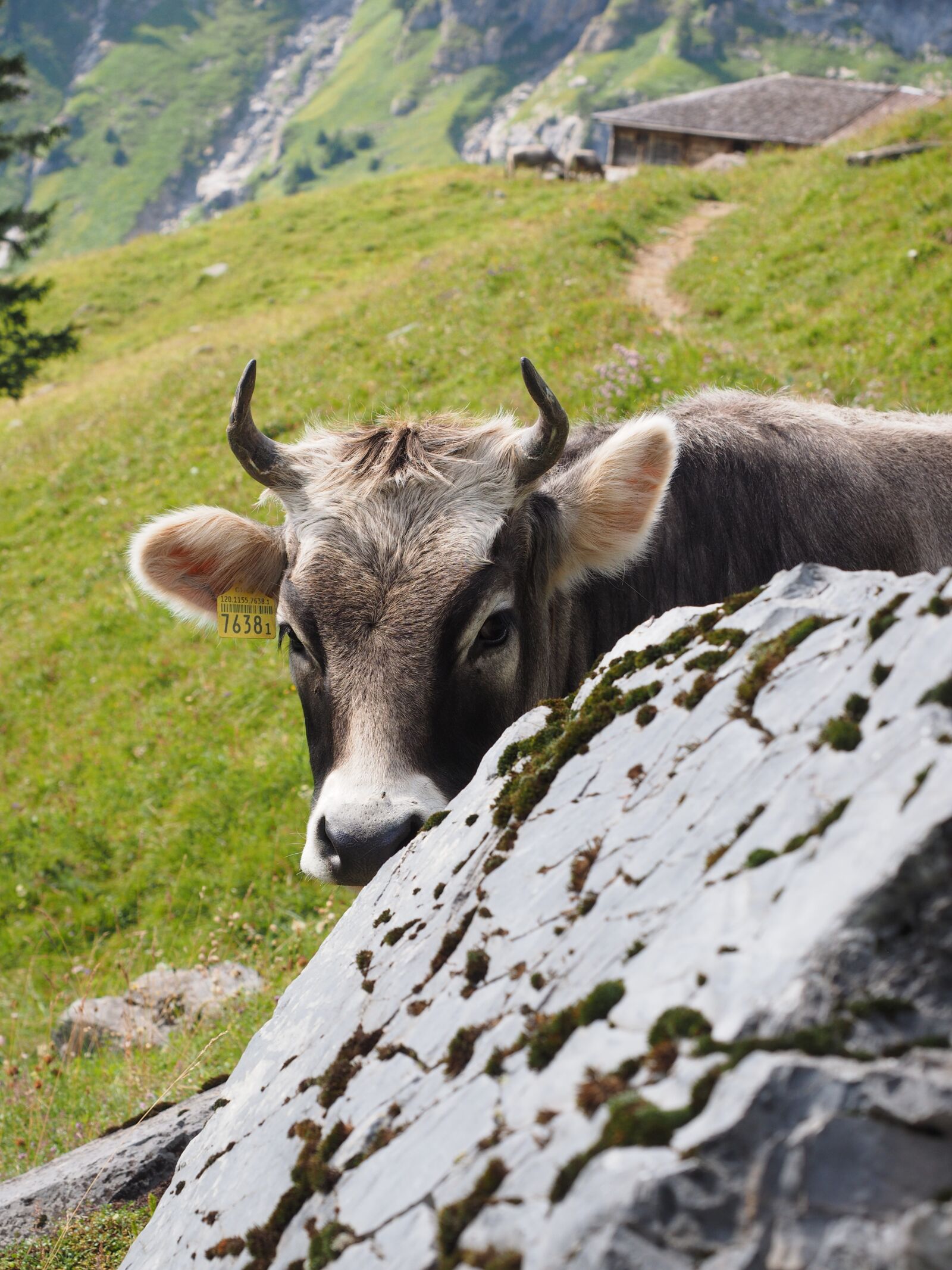 Olympus OM-D E-M1 + Olympus M.Zuiko Digital ED 12-40mm F2.8 Pro sample photo. Cow, alme, alpe photography