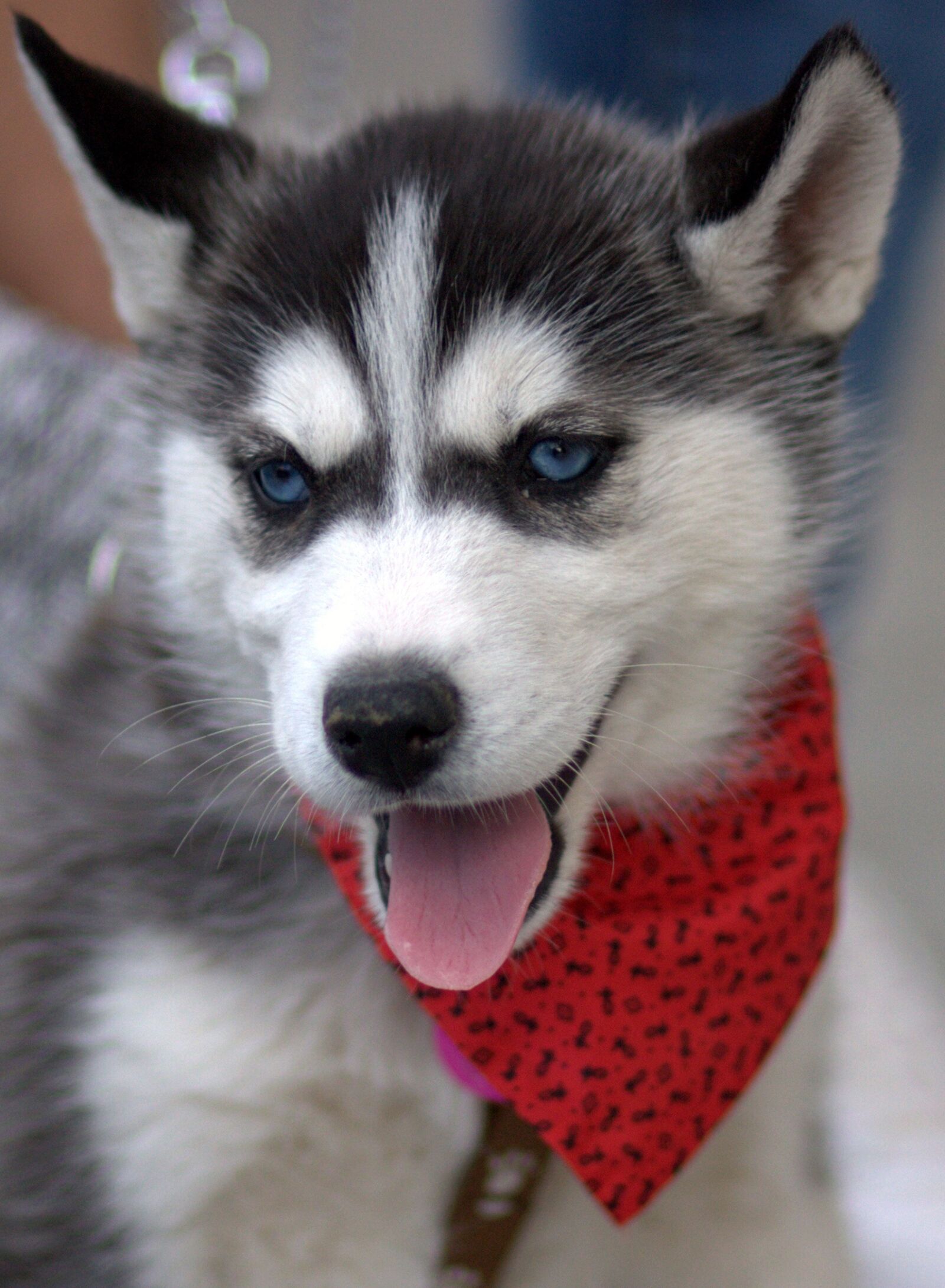 Canon EOS 450D (EOS Rebel XSi / EOS Kiss X2) sample photo. Husky, dog, chicken photography