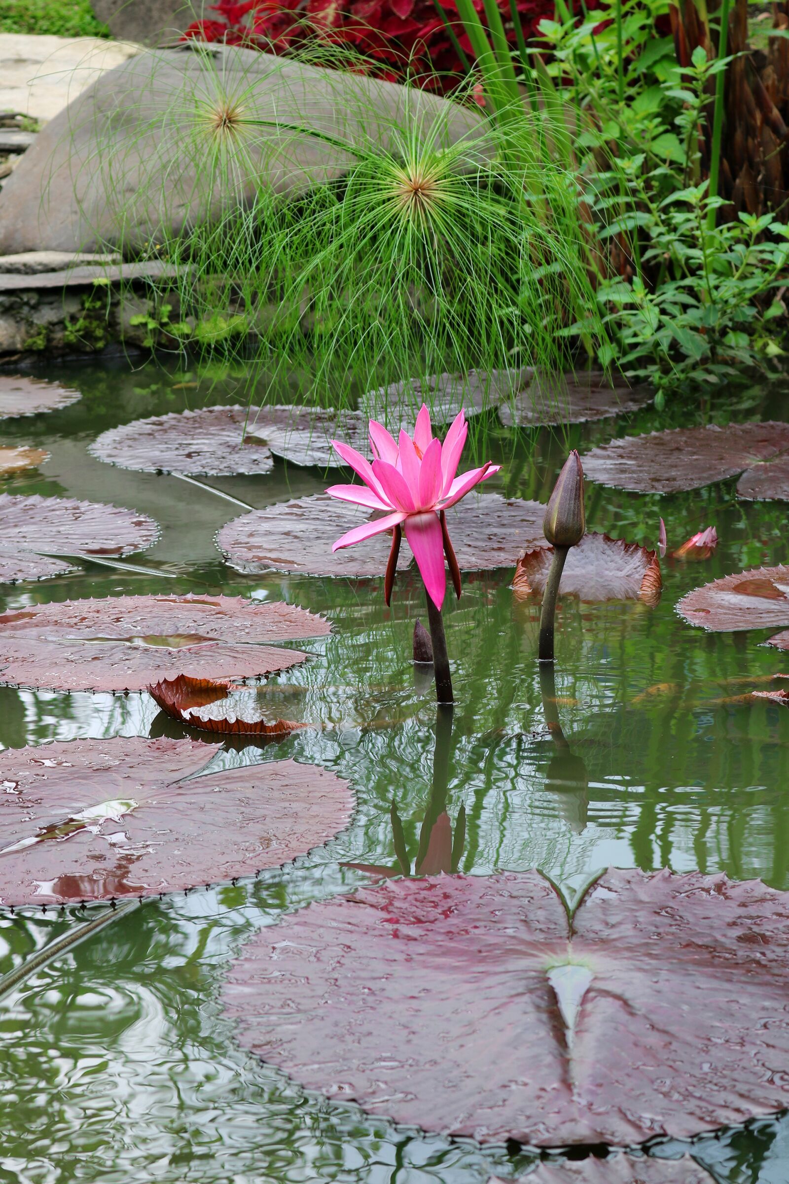 Canon EOS 750D (EOS Rebel T6i / EOS Kiss X8i) sample photo. Nature, pool, flower photography