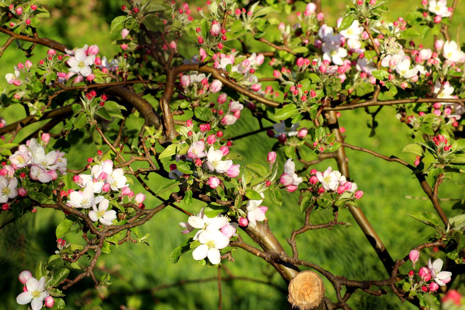 Canon EOS 1200D (EOS Rebel T5 / EOS Kiss X70 / EOS Hi) sample photo. Flowering trees, apple, spring photography