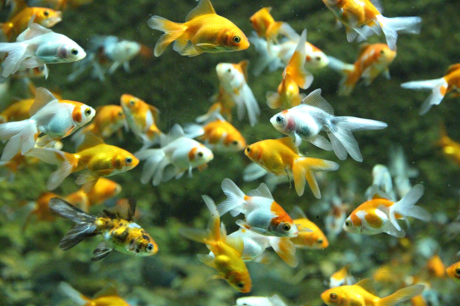 Canon EOS 650D (EOS Rebel T4i / EOS Kiss X6i) sample photo. Fish, goldfish, aquarium photography