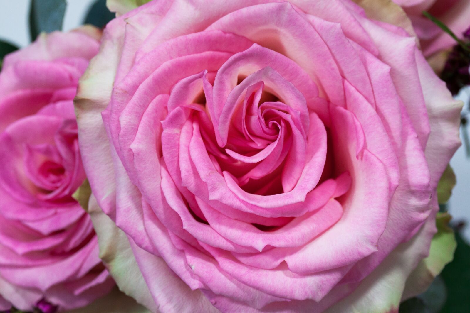 Canon EOS 50D sample photo. Bouquet, rose, macro photography