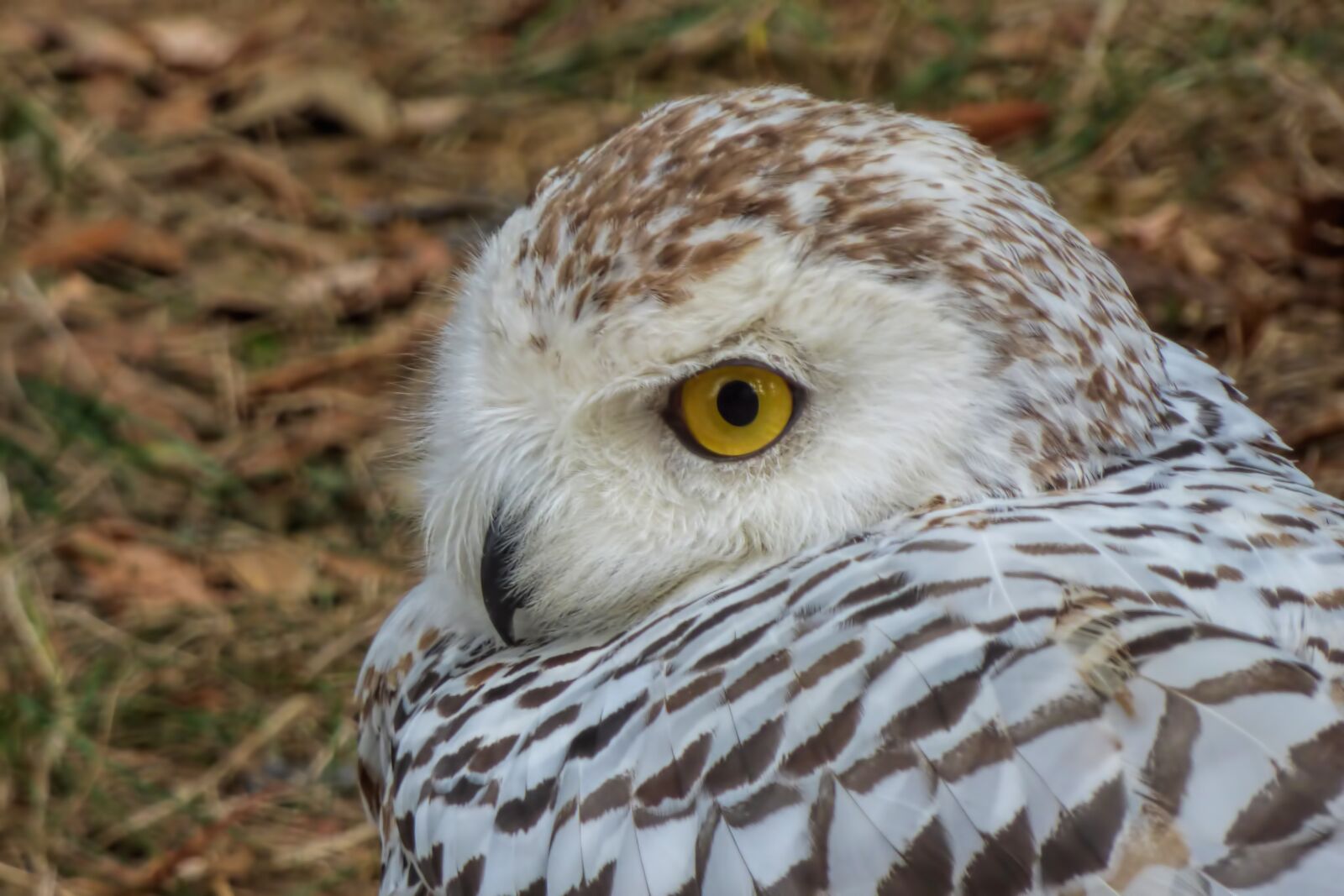 Panasonic DMC-FZ72 sample photo. Owl, snowy owl, bird photography