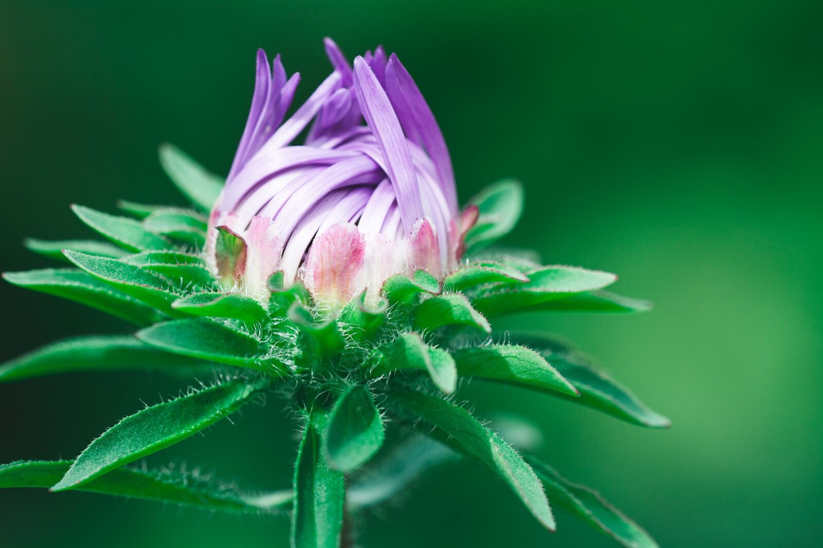 Nikon D7100 sample photo. Flower, violet, violet flower photography