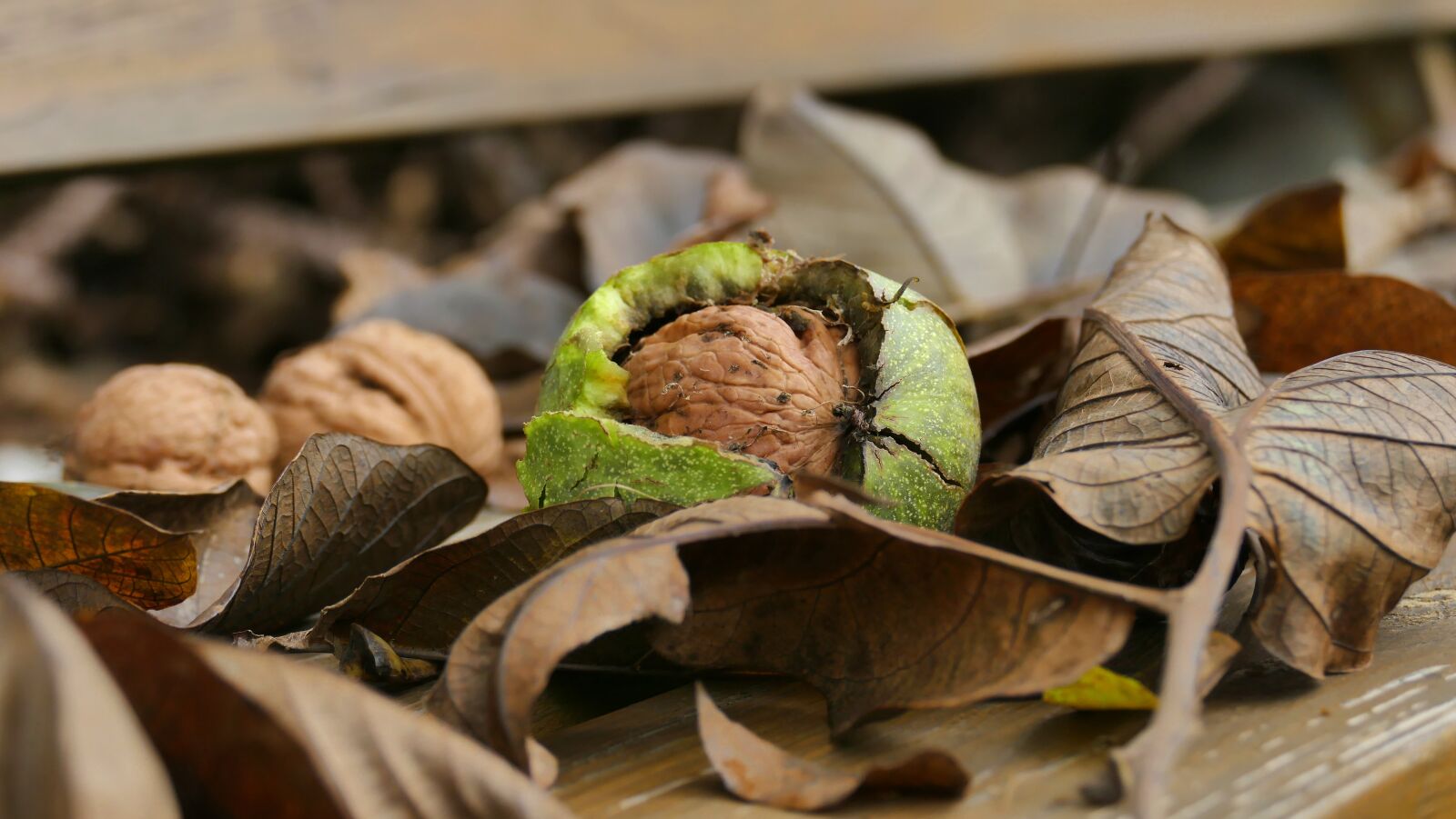 Panasonic Lumix DMC-FZ1000 sample photo. Foliage, walnut, autumn photography