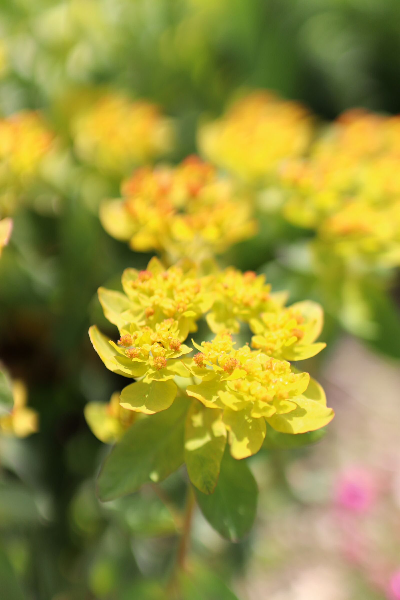Canon EOS 77D (EOS 9000D / EOS 770D) sample photo. Euphorbia, perennial, flower photography