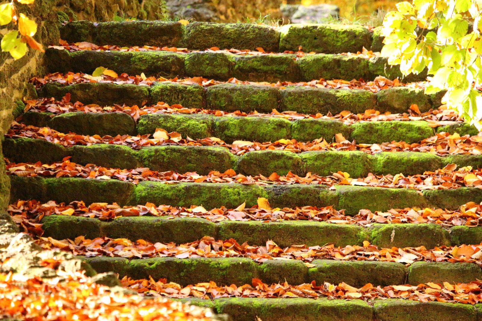 Canon EOS 100D (EOS Rebel SL1 / EOS Kiss X7) sample photo. Autumn, stairs, fall foliage photography