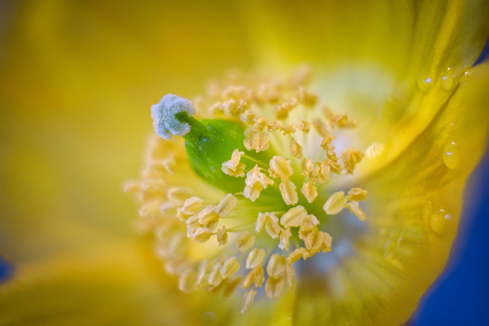 Fujifilm X-T2 sample photo. Poppy, pollen, blossom photography