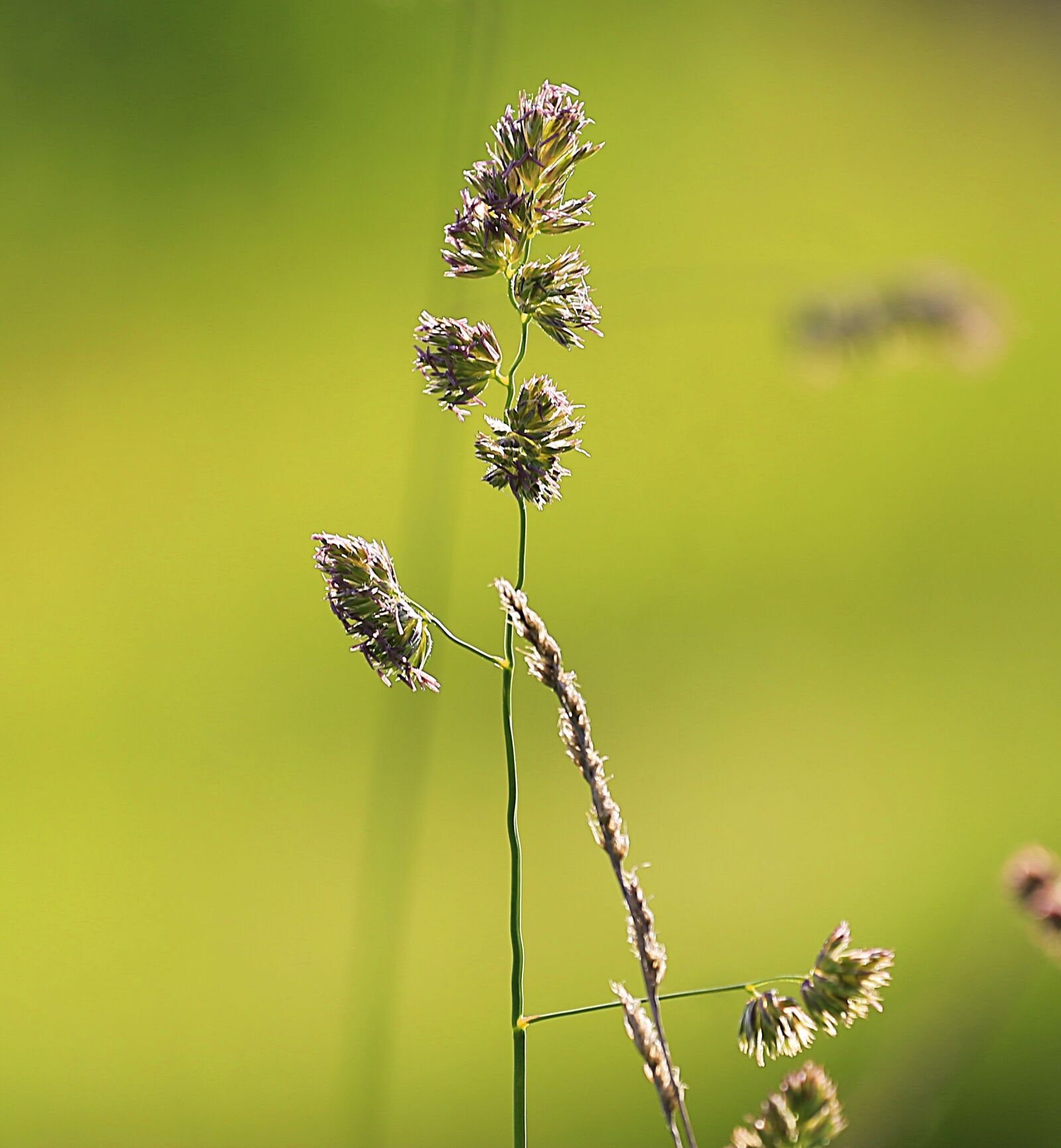 Canon EOS 6D + Canon EF 70-200mm F4L USM sample photo. Grass, beauty, summer photography