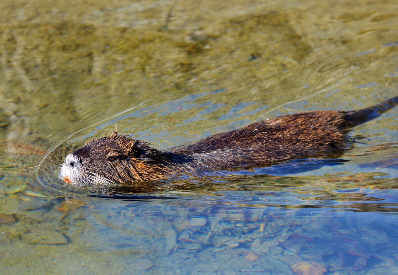 Nikon D3200 sample photo. Nutria, rodent, water rat photography