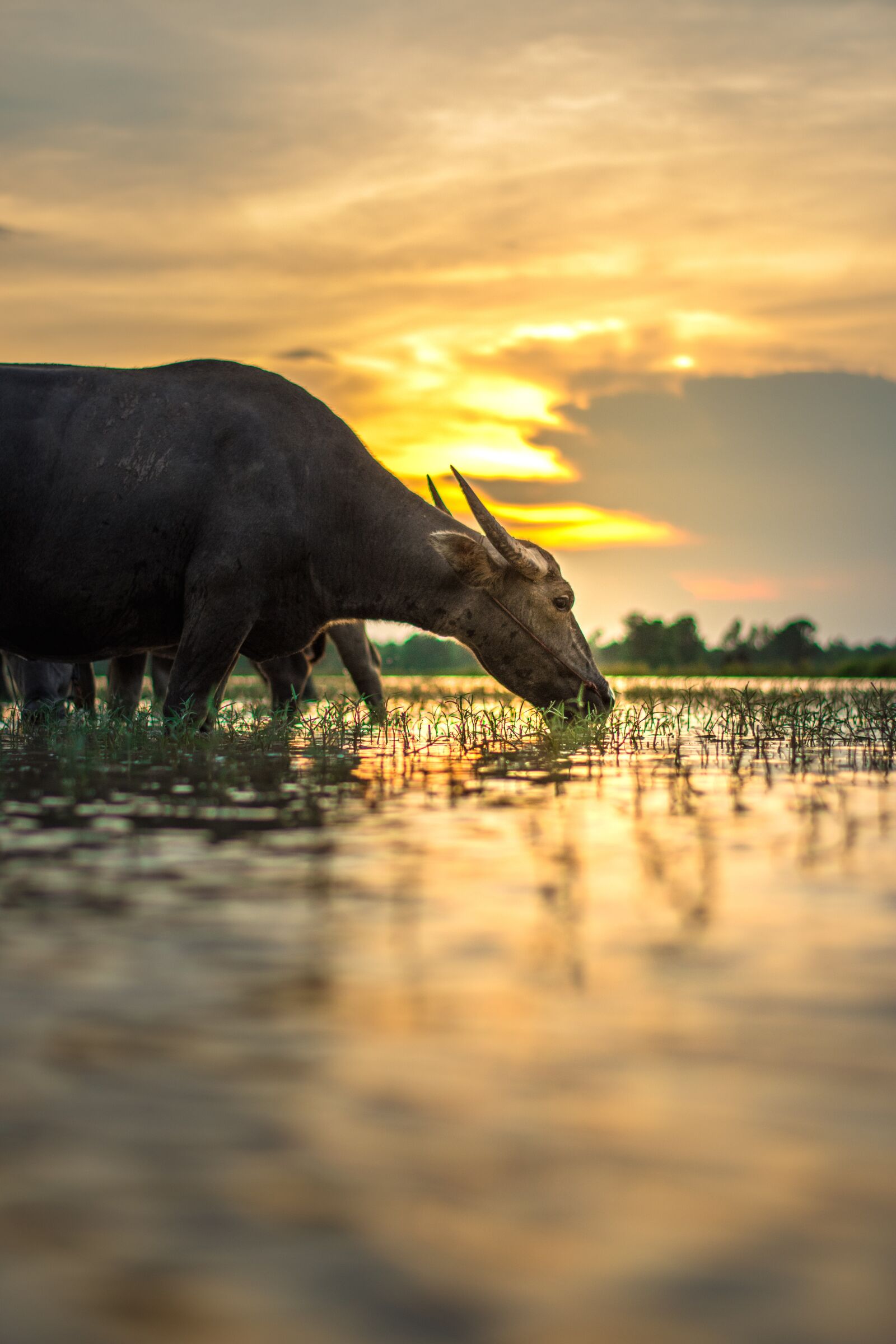 Nikon D7200 sample photo. Buffalo, outside of the photography