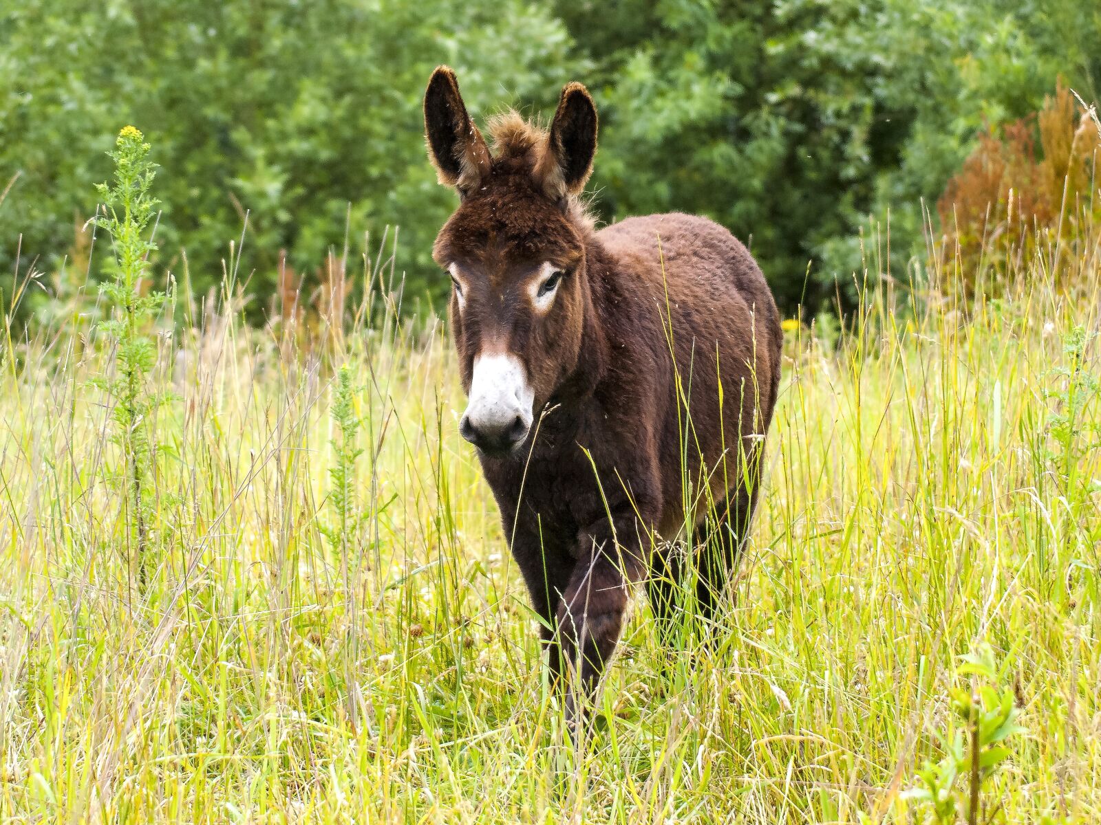 Olympus E-3 sample photo. Donkey, mammal, weidetier photography