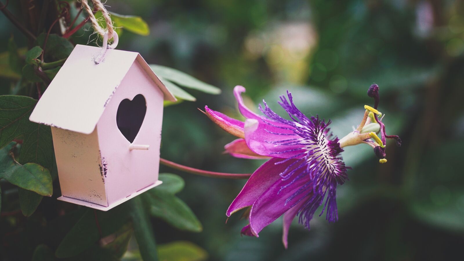 Sony ILCA-77M2 + 35mm F1.4 sample photo. Passion flower, purple, close photography