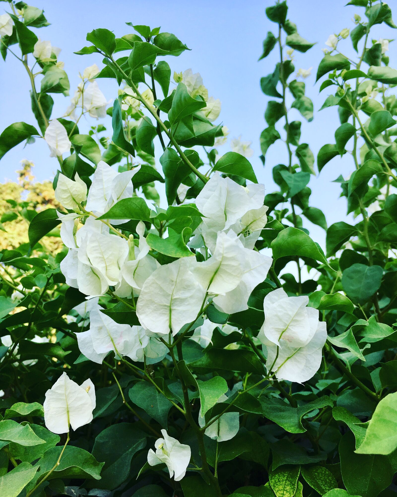 Apple iPhone 6s sample photo