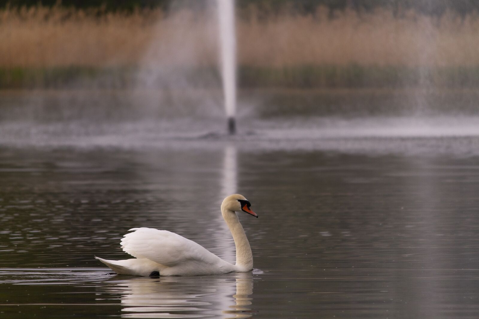 Canon EOS 7D + Canon EF-S 55-250mm F4-5.6 IS sample photo. Swan, lake, bird photography