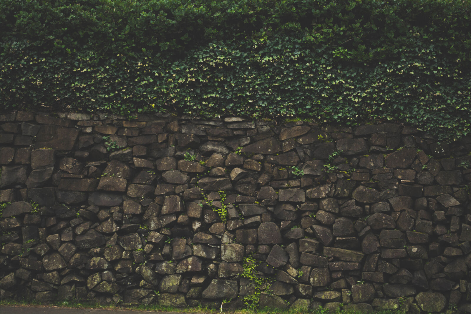 Nikon D5200 sample photo. Ivy, moss, plants, rocks photography