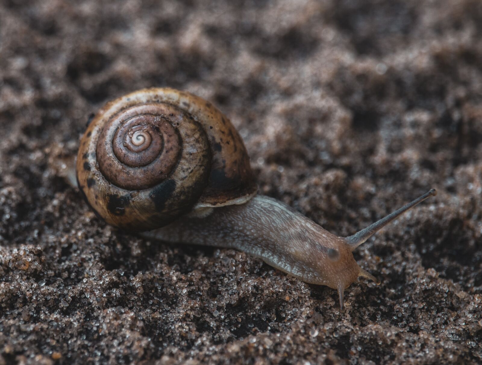 Canon EF-S 55-250mm F4-5.6 IS STM sample photo. Macro, snail, nature photography