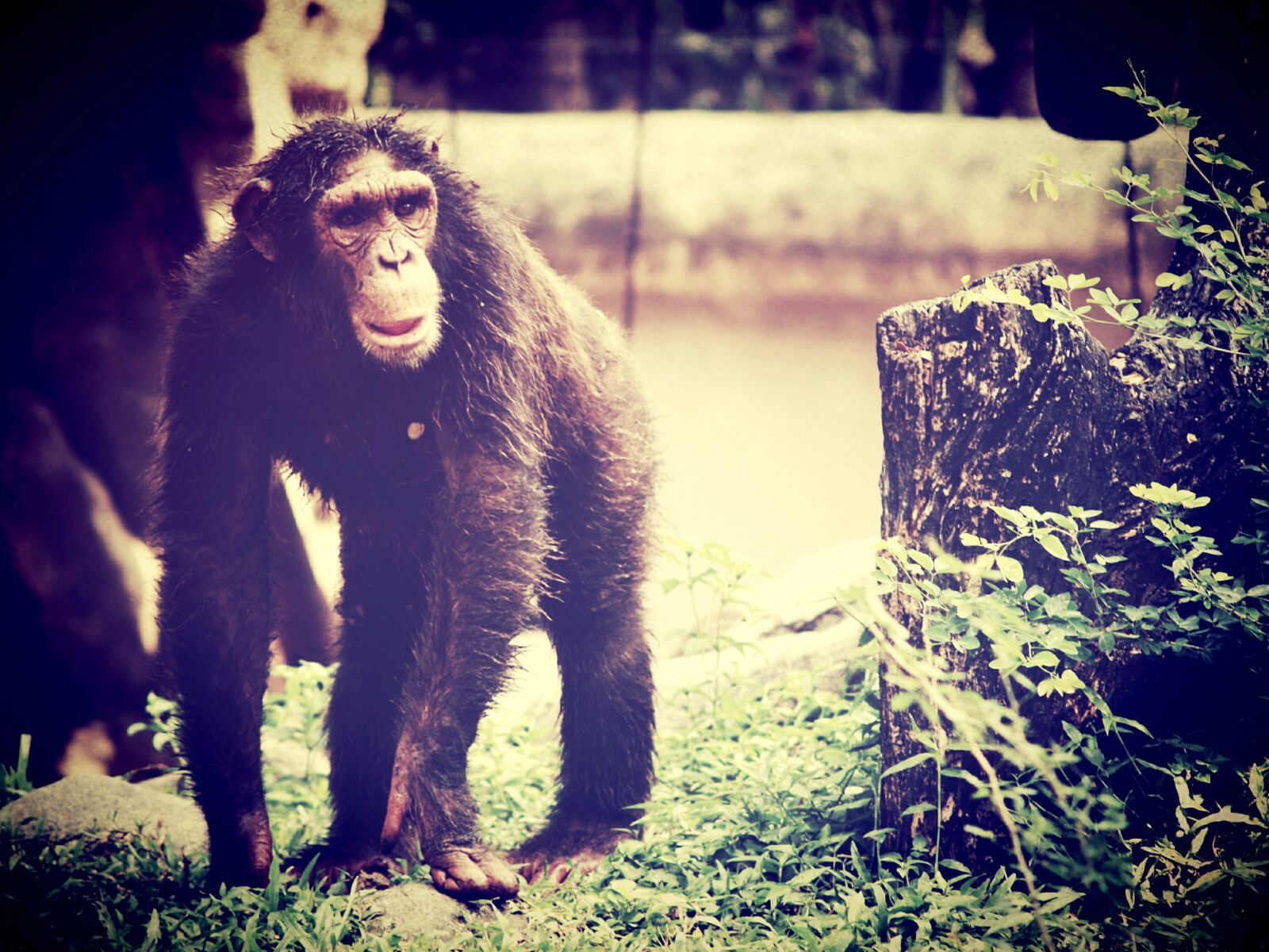 Olympus E-300 (EVOLT E-300) sample photo. Animal, monkey, chimp photography