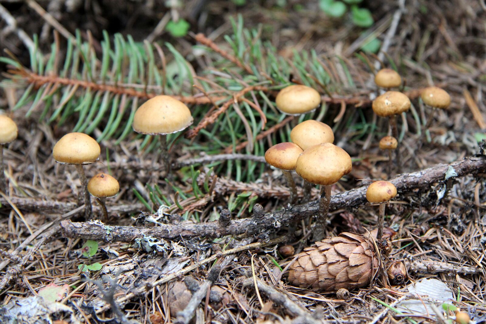Canon EF-S 17-85mm F4-5.6 IS USM sample photo. Boletus, sponge, forest photography