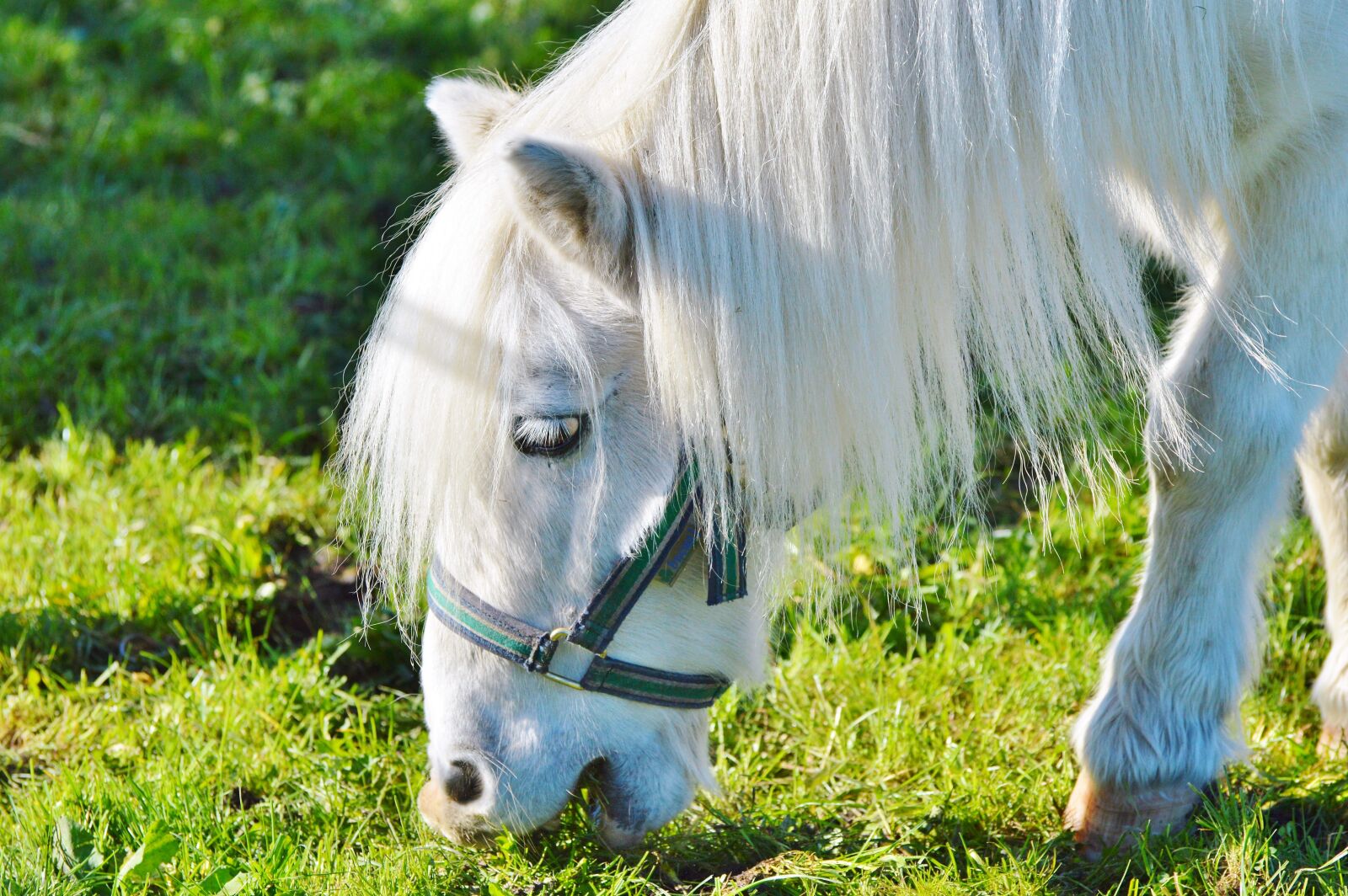 Nikon D3200 sample photo. Horse, pony, seahorses photography