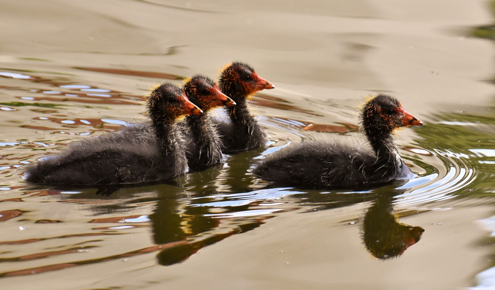 Nikon D7200 sample photo. Coots, chicks, leader photography