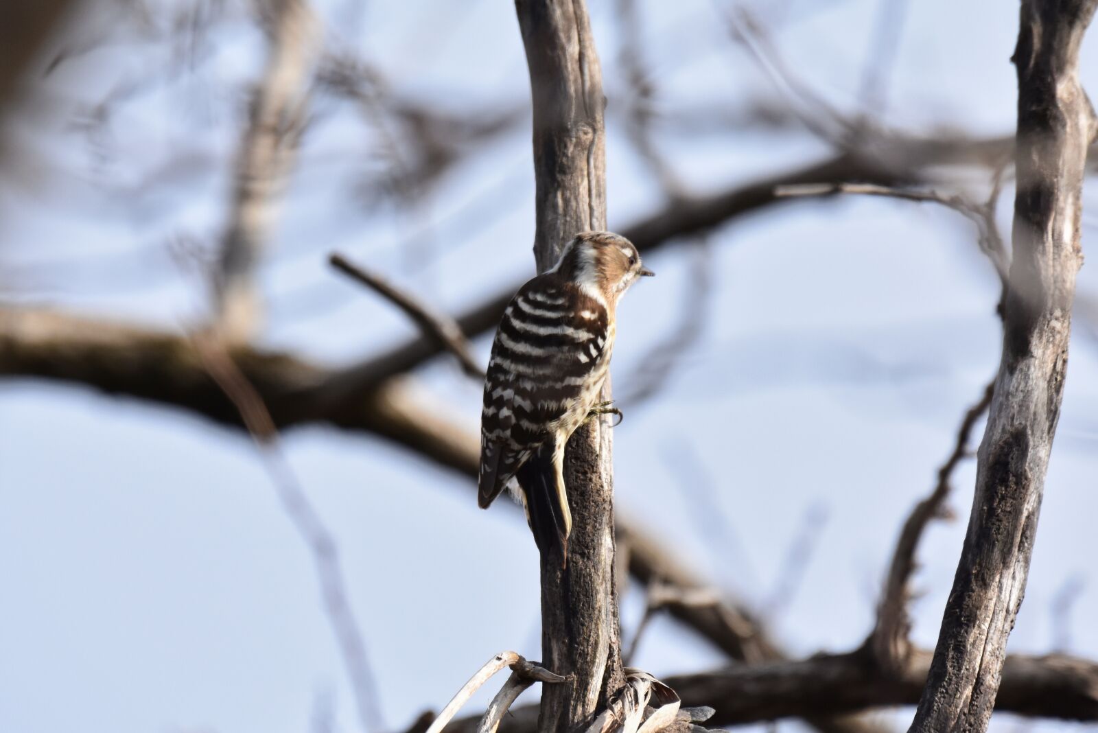 Nikon D7200 sample photo. Animal, wood, branch photography