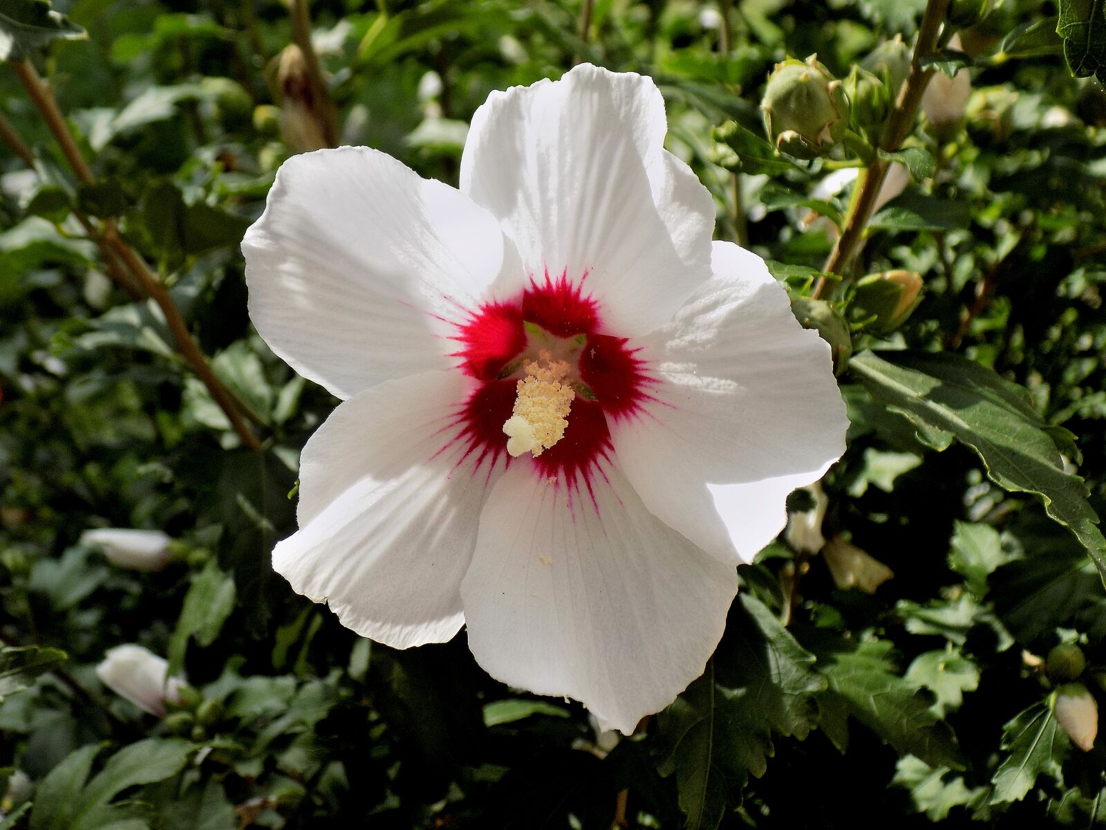 Nikon COOLPIX L330 sample photo. Hibiscus, flower, white flower photography