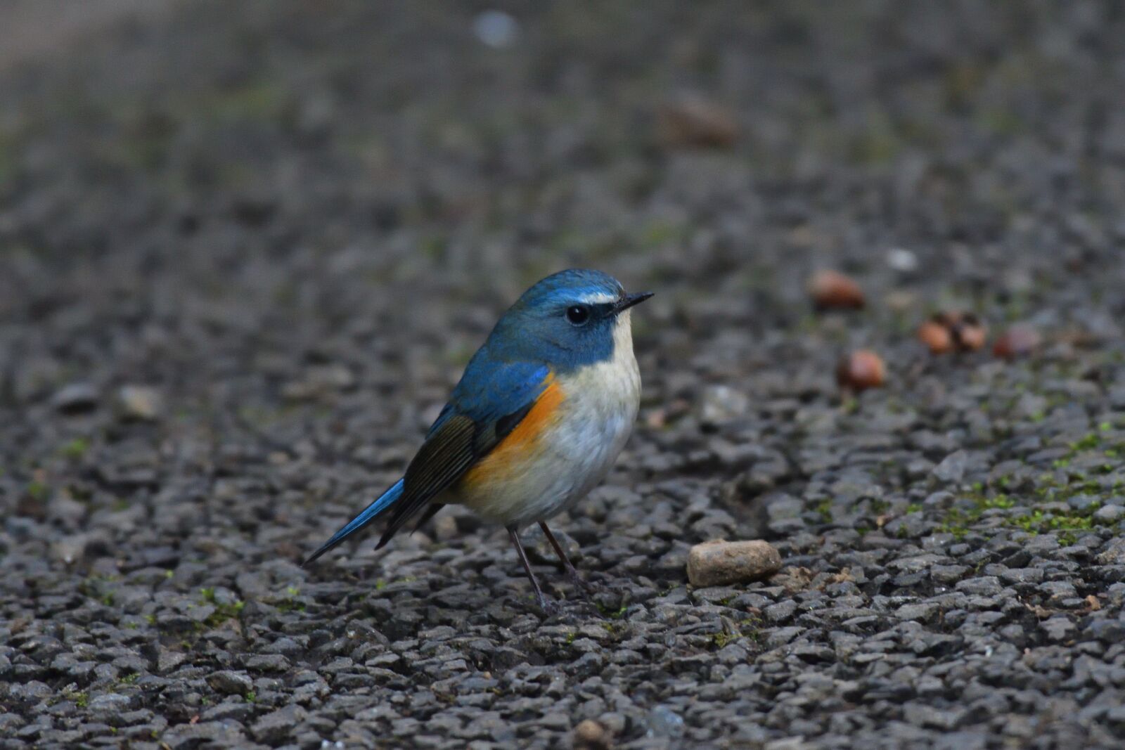 Nikon D500 sample photo. Bird, natural, wild animals photography