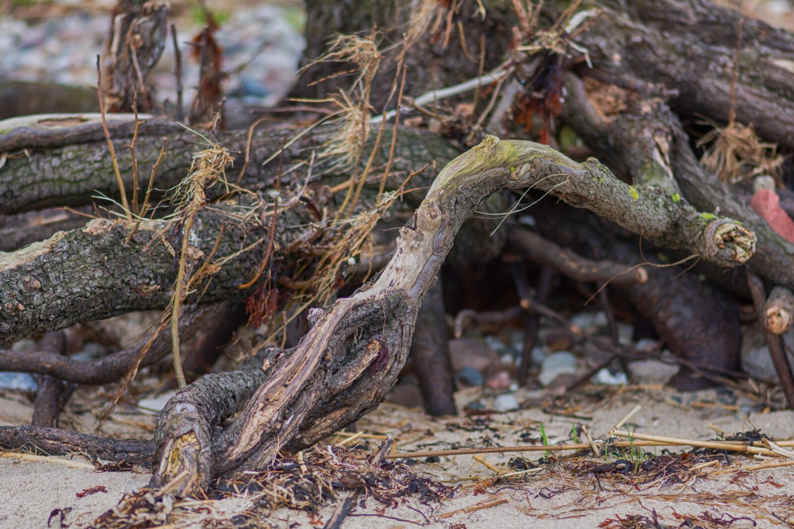 Nikon D7200 sample photo. Root, tree, old photography